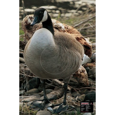 Maximal Canadian Goose 